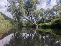 Mainschwimmen Juni 2026